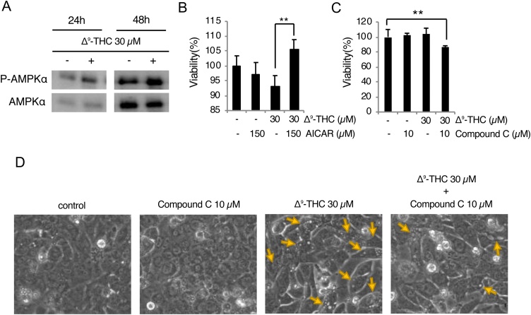PMC8131391 – fig0025
