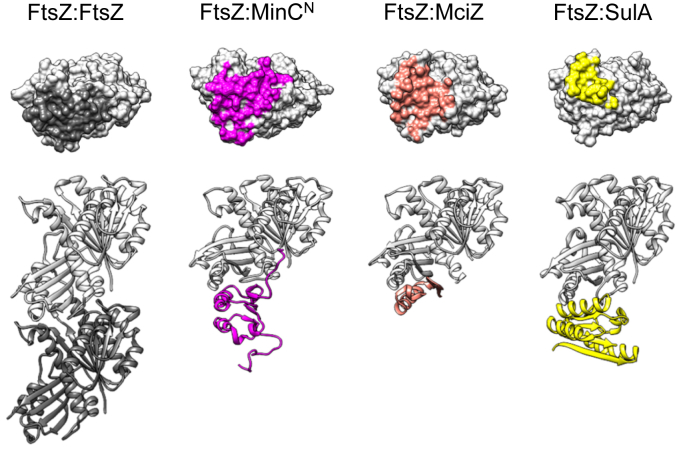 PMC11938149 – fig6