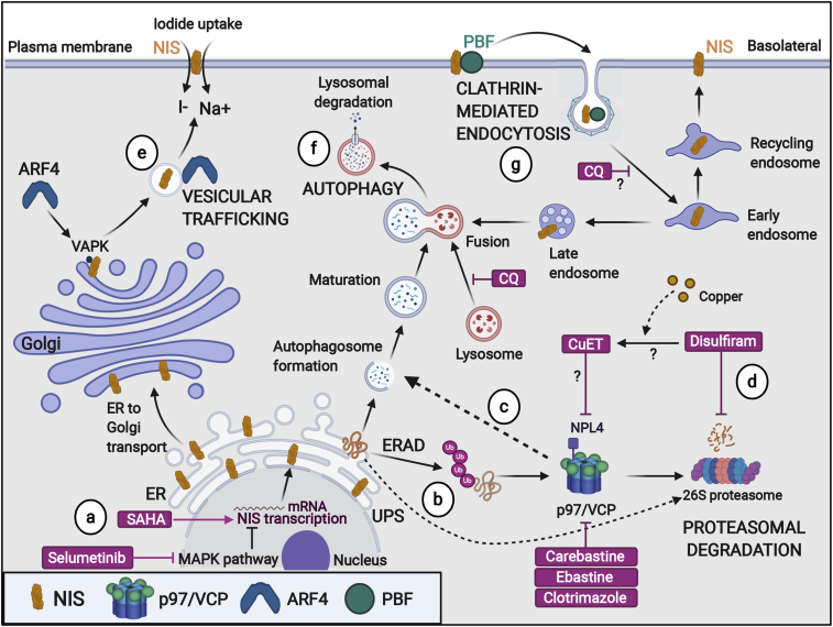 PMC8958605 – fig6