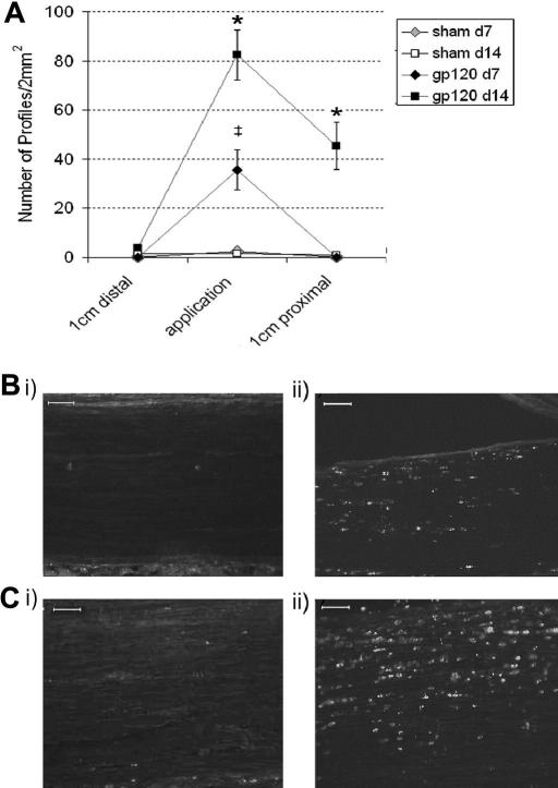 PMC2706950 – fig6