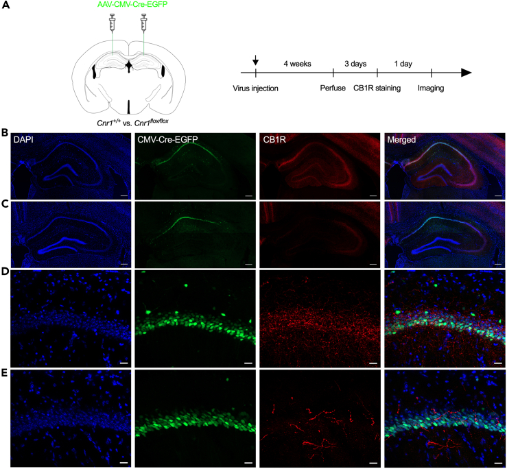 PMC10839683 – fig6