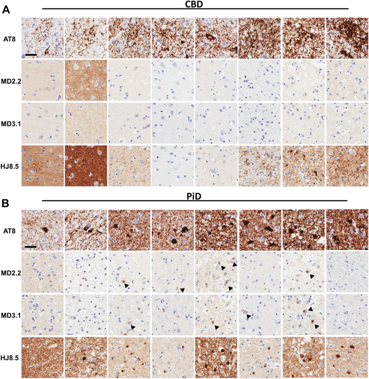 PMC10582770 – fig6