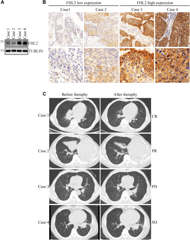 PMC12269609 – fig7