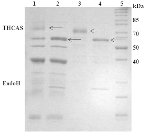 PMC4560726 – f0035