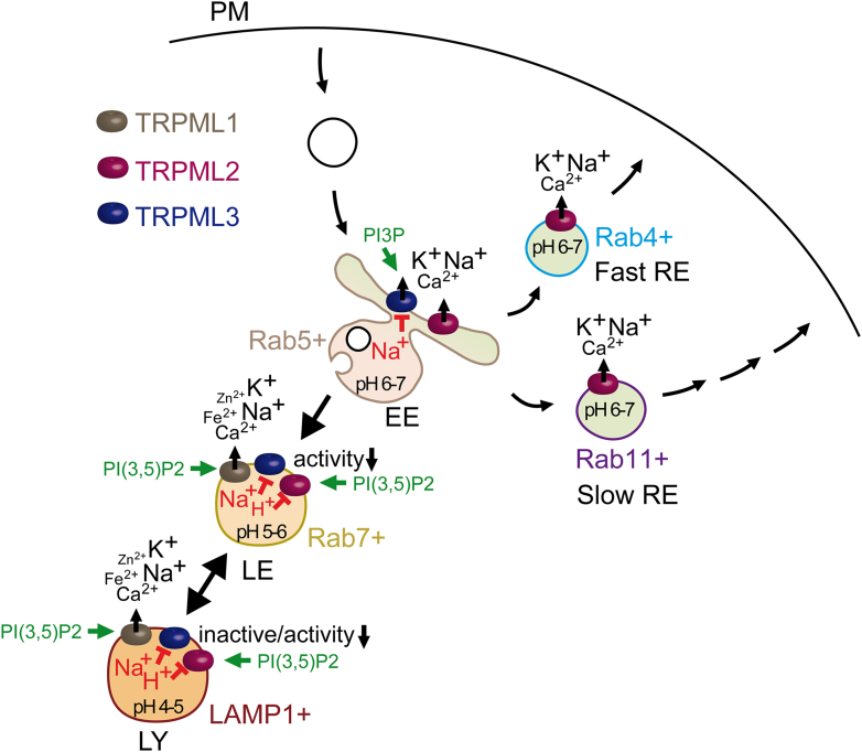 PMC12799467 – fig7