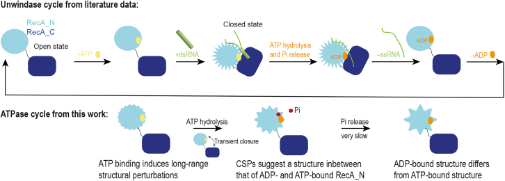 PMC11617632 – fig8