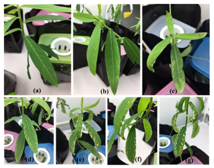 PMC9779587 – ijerph-19-16482-f001