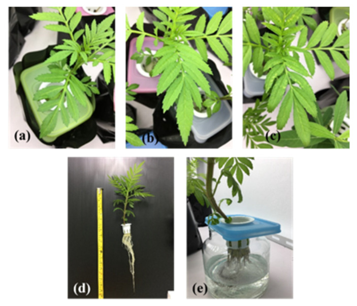 PMC9779587 – ijerph-19-16482-f003