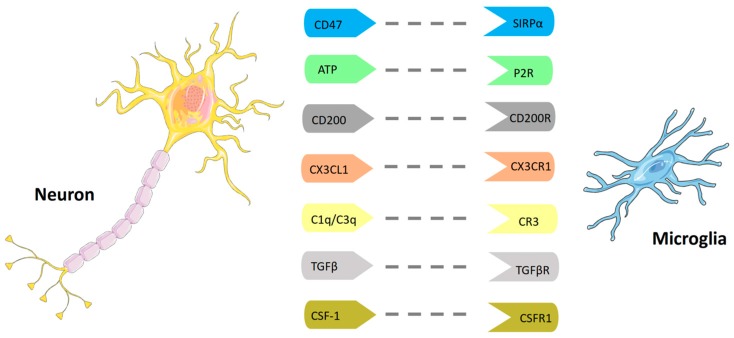PMC5877692 – ijms-19-00831-f002