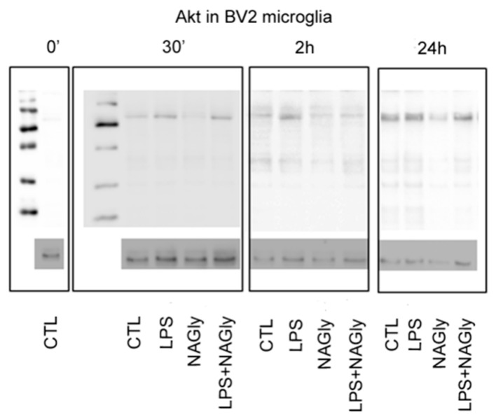 PMC6470786 – ijms-20-01266-f0A1