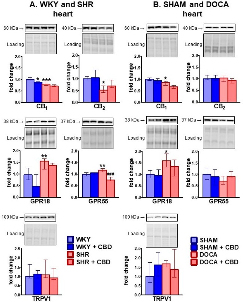PMC7072941 – ijms-21-01295-f004