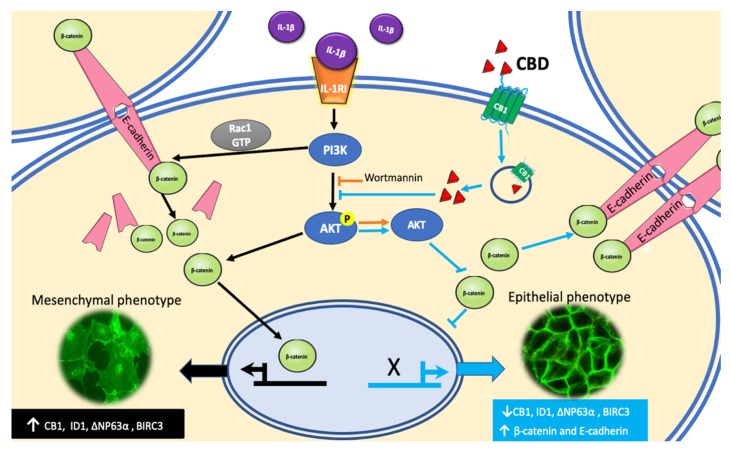PMC7177247 – ijms-21-02429-f008