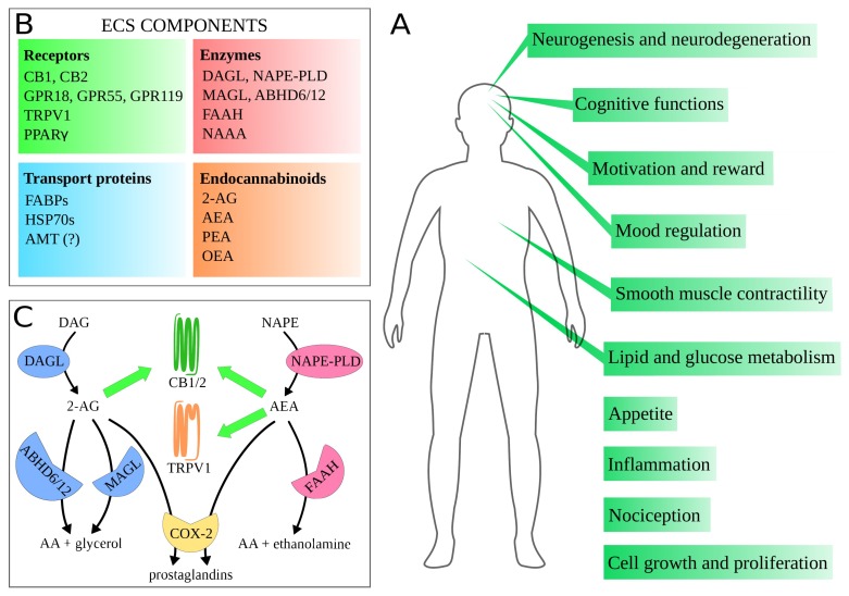 PMC7216112 – ijms-21-02778-f001