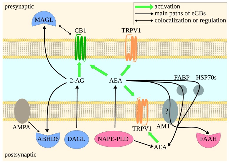 PMC7216112 – ijms-21-02778-f002