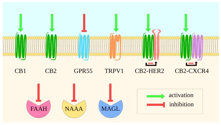 PMC7216112 – ijms-21-02778-f003