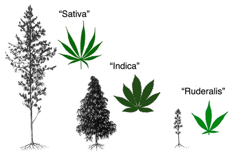 PMC7246936 – ijms-21-03067-f001