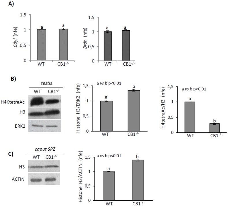 PMC7247701 – ijms-21-03117-f005