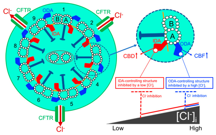 PMC7312665 – ijms-21-04052-f008