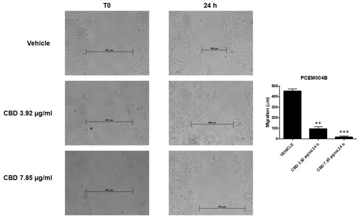 PMC7432565 – ijms-21-05409-f013