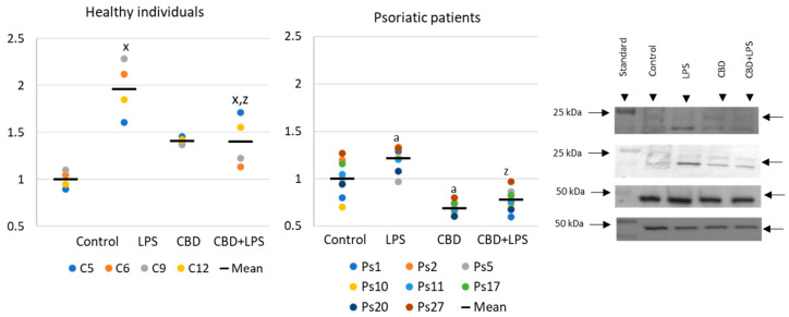 PMC7554718 – ijms-21-06795-f004