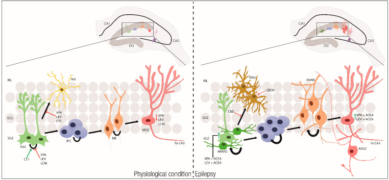 PMC7582633 – ijms-21-07309-f005