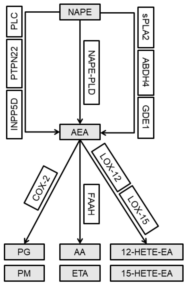 PMC7582975 – ijms-21-07381-f001