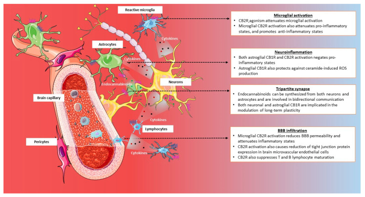 PMC7590033 – ijms-21-07693-f004