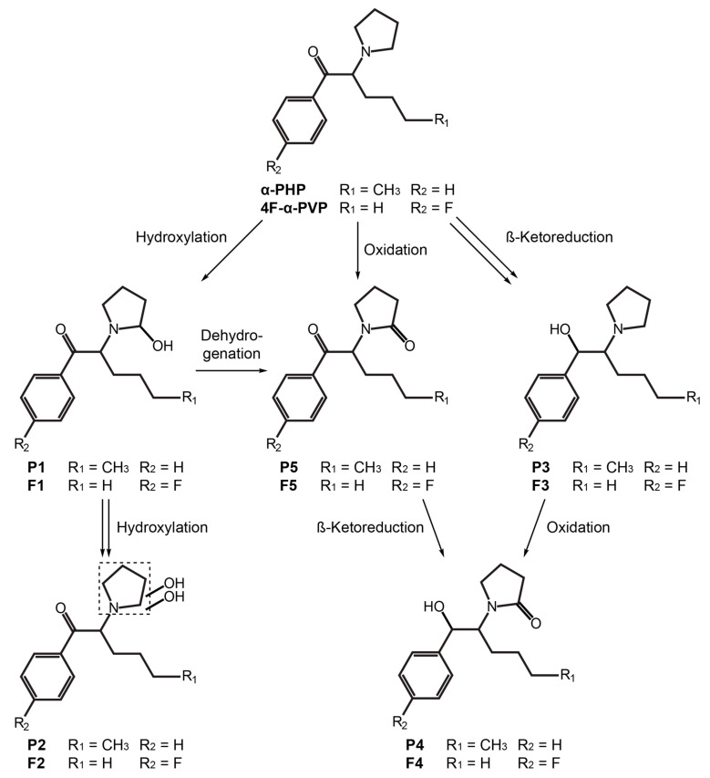 PMC7796222 – ijms-22-00230-f005