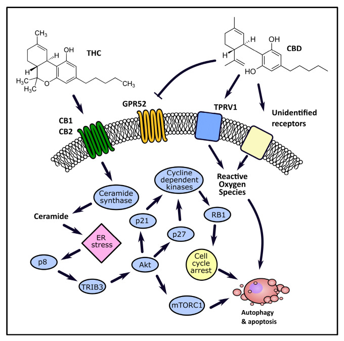 PMC7795897 – ijms-22-00263-f002