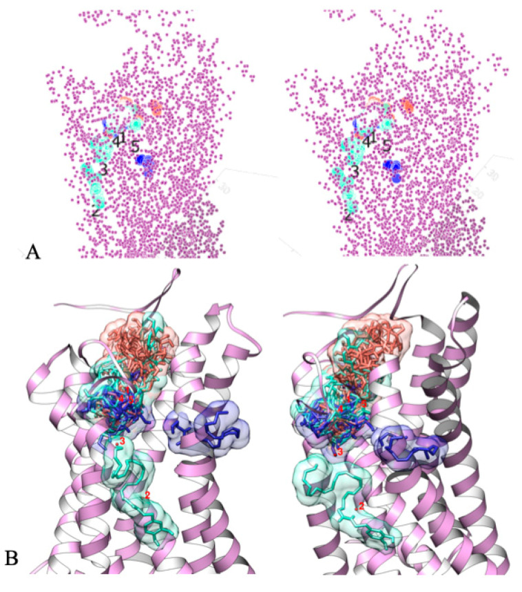PMC7826688 – ijms-22-00622-f003