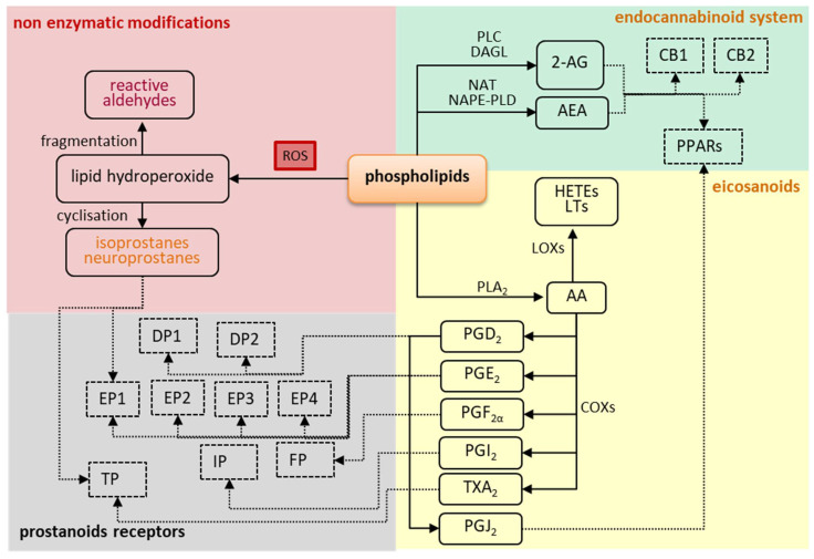 PMC7828321 – ijms-22-00723-f005