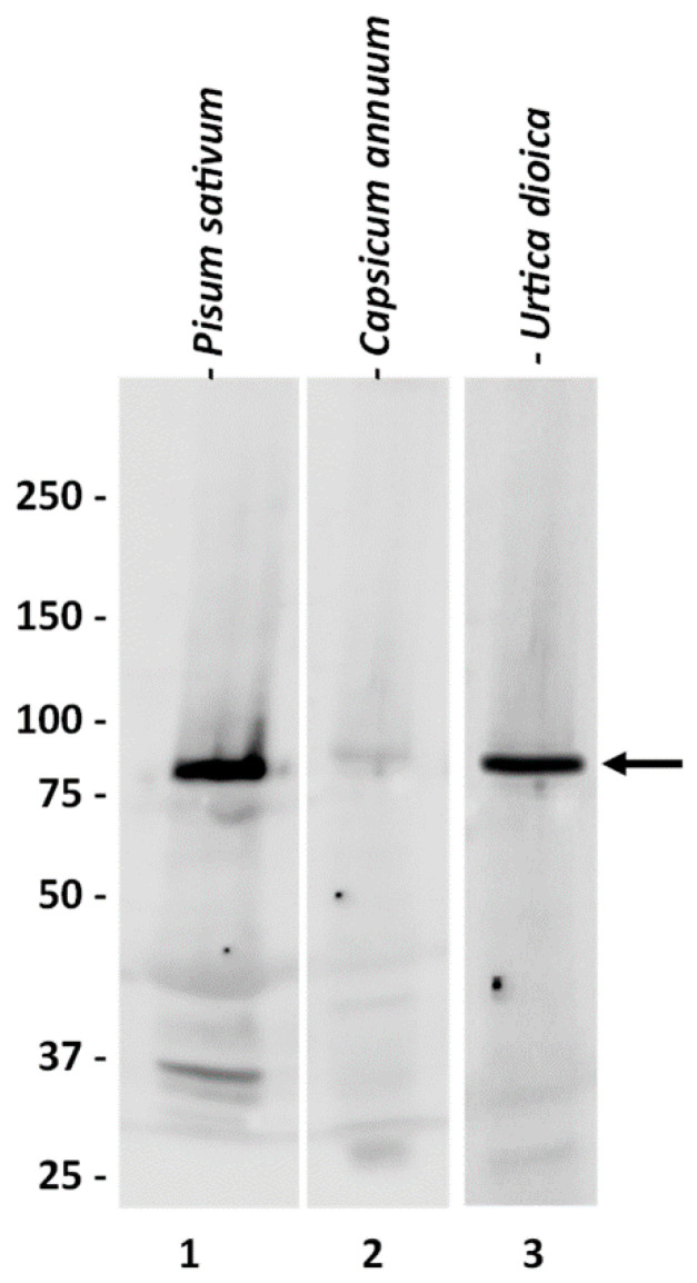 PMC7829918 – ijms-22-00851-f001