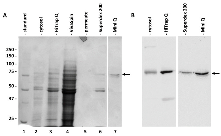 PMC7829918 – ijms-22-00851-f003