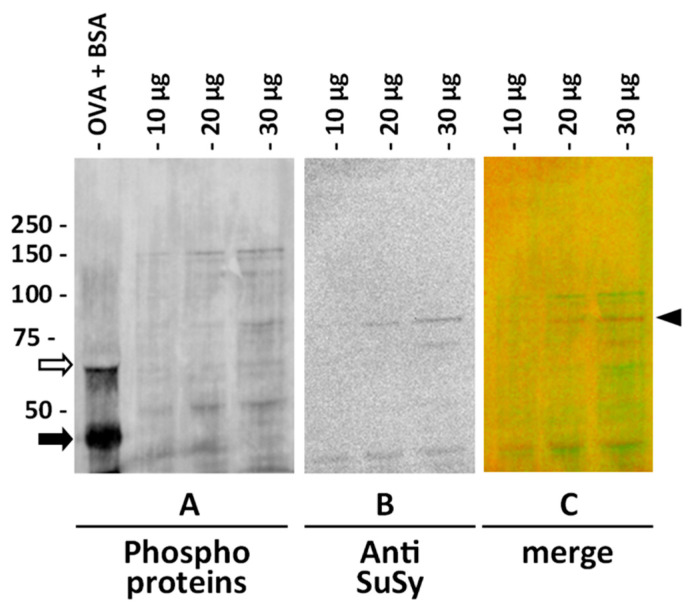 PMC7829918 – ijms-22-00851-f006