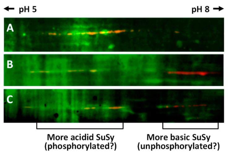 PMC7829918 – ijms-22-00851-f007