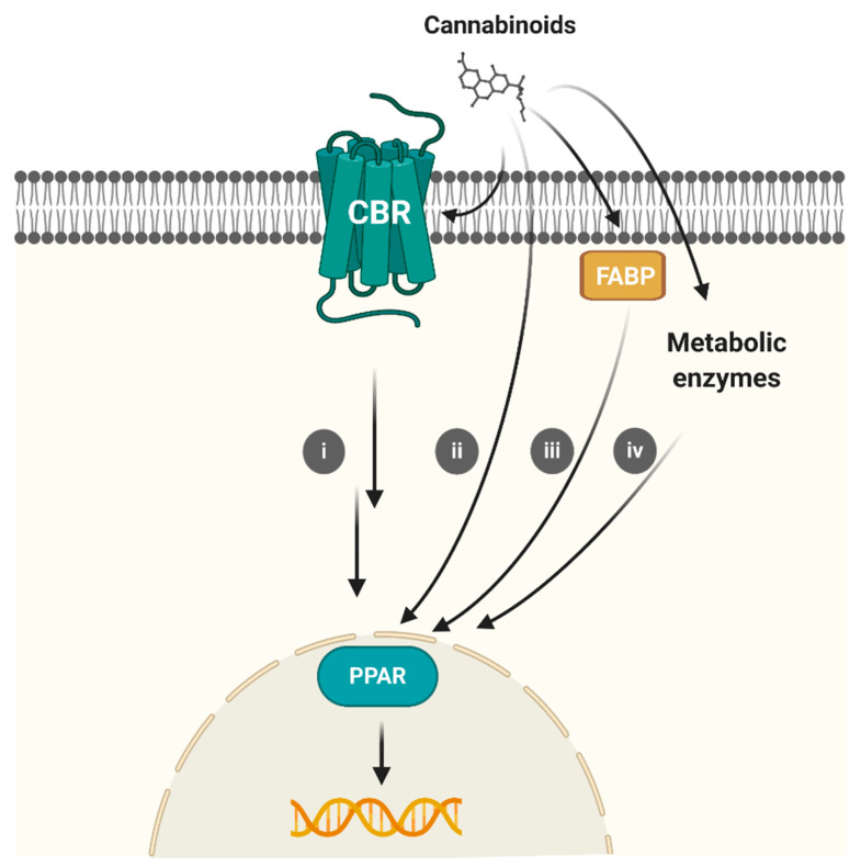PMC7863932 – ijms-22-01001-f002
