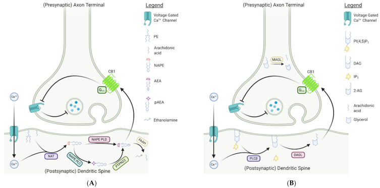 PMC7924210 – ijms-22-02103-f002