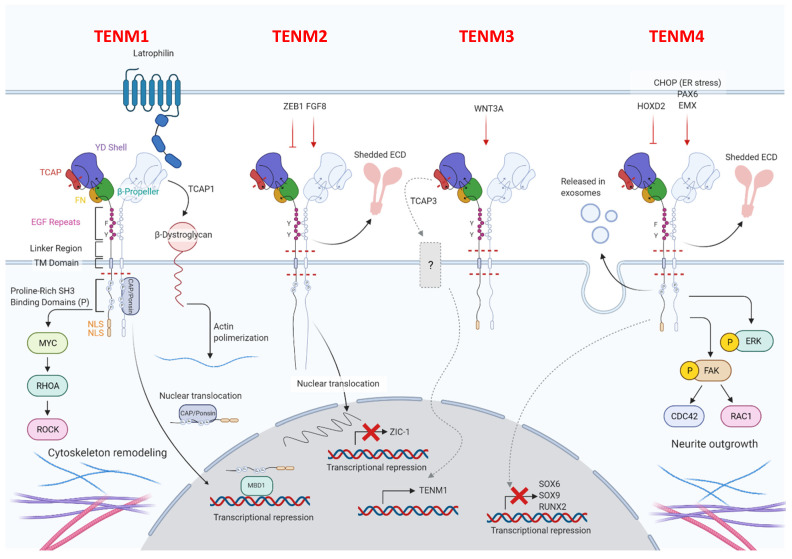 PMC7956758 – ijms-22-02321-f001