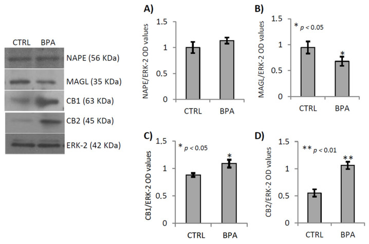 PMC7961766 – ijms-22-02540-f004