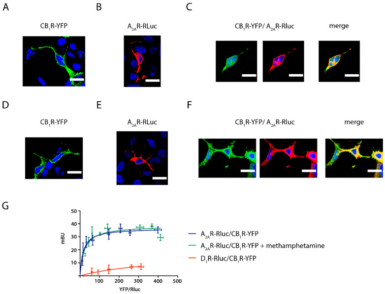 PMC7963146 – ijms-22-02743-f001