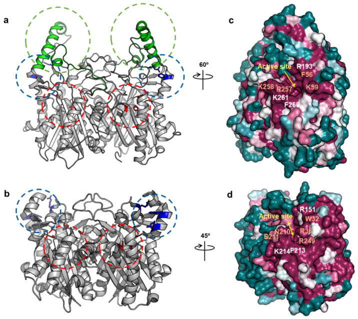 PMC8036411 – ijms-22-03317-f006