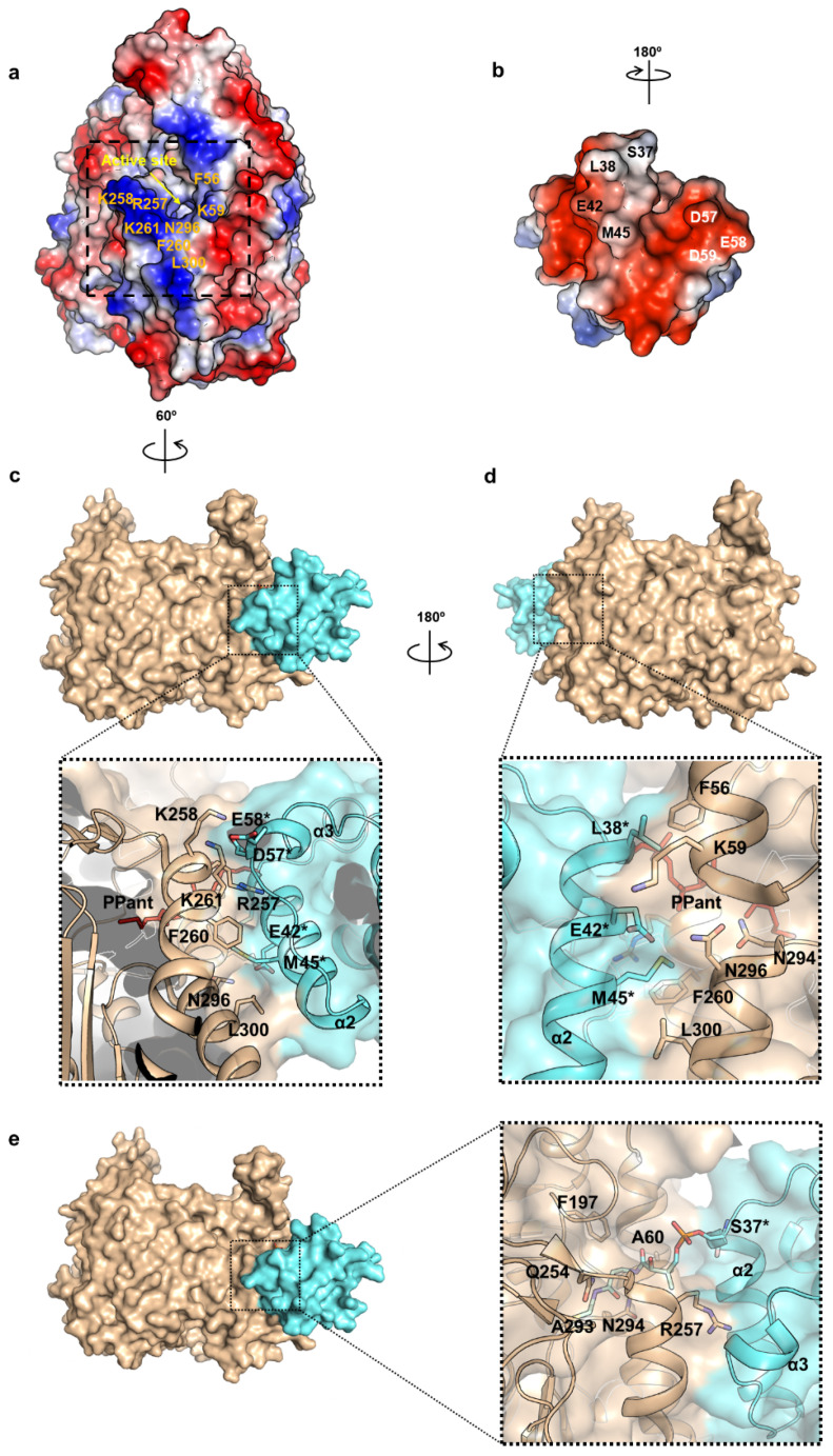 PMC8036411 – ijms-22-03317-f008