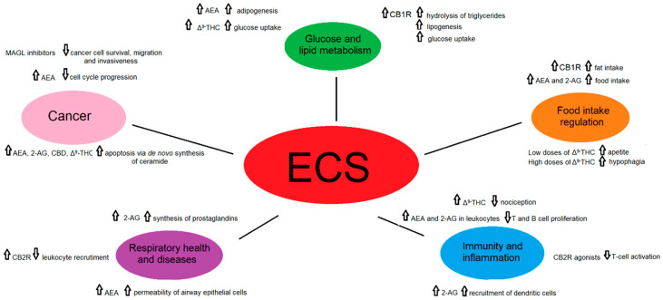 PMC8036872 – ijms-22-03661-f003