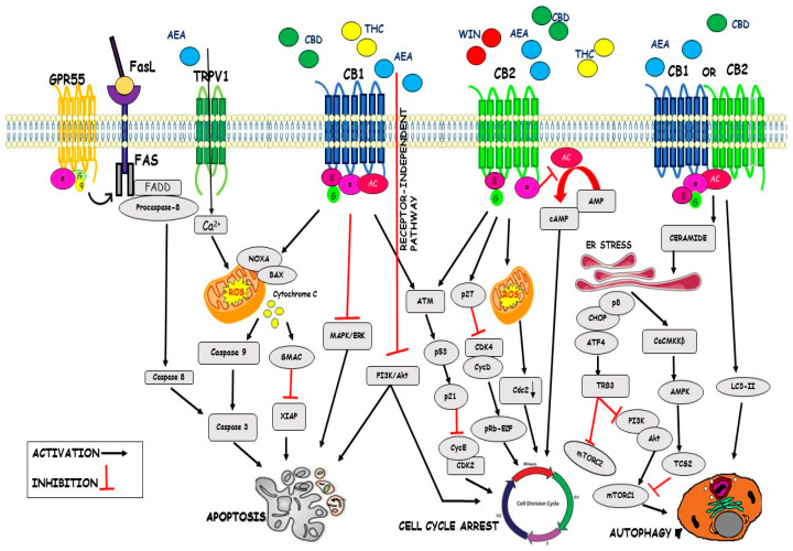 PMC8037087 – ijms-22-03680-f001