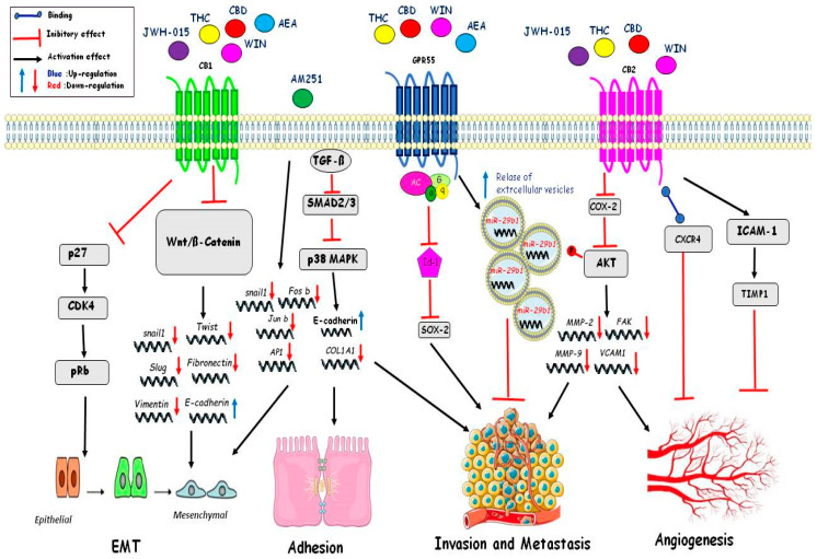 PMC8037087 – ijms-22-03680-f002