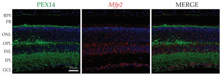 PMC8071455 – ijms-22-04101-f001
