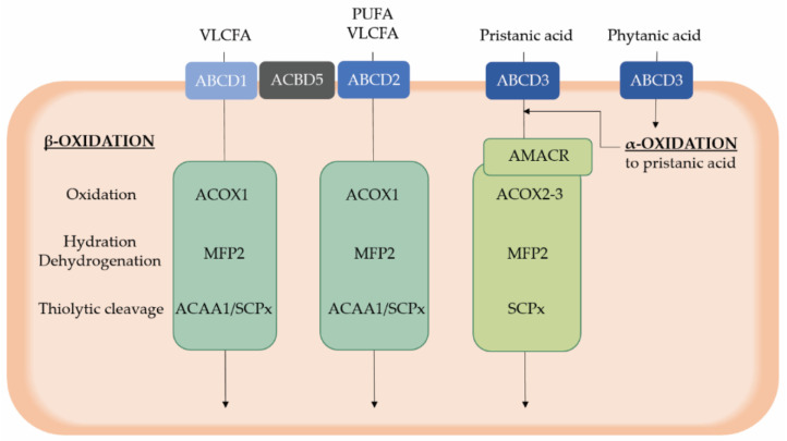PMC8071455 – ijms-22-04101-f002