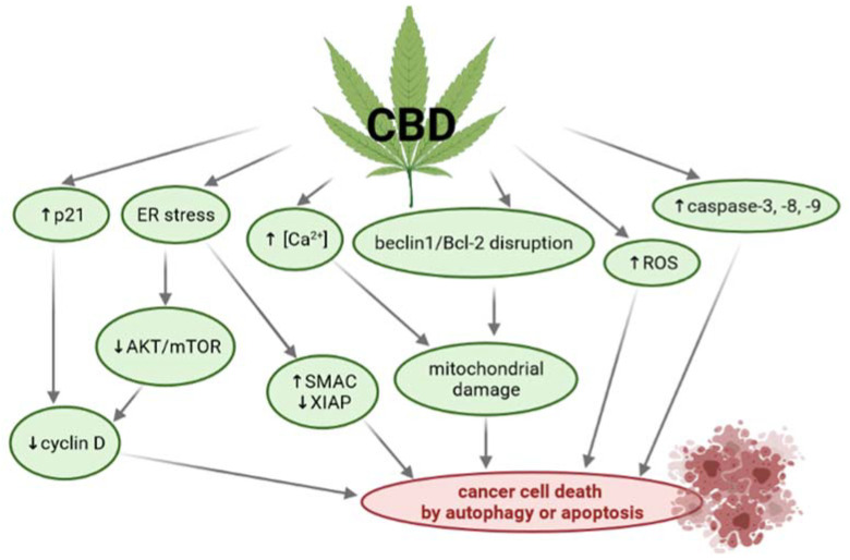 PMC8122338 – ijms-22-04294-f005