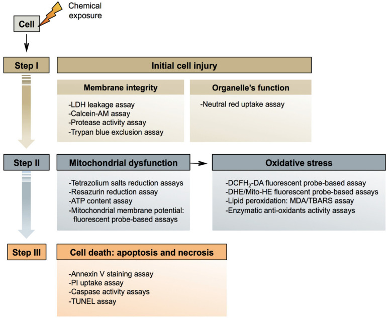 PMC8126138 – ijms-22-05038-f002