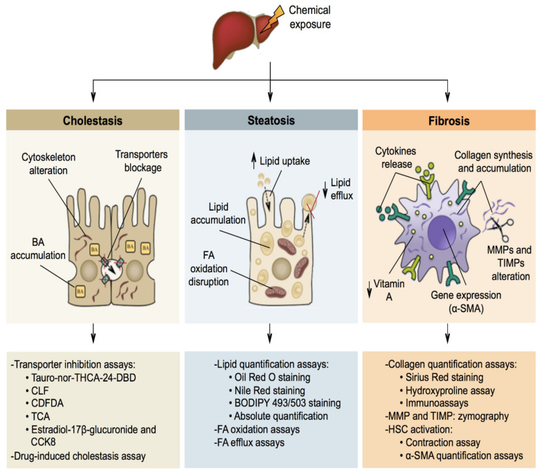 PMC8126138 – ijms-22-05038-f003